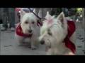 Westie Walk in Portland, Oregon 2008