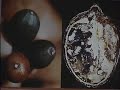 Broca del Cafè (estado Portuguesa - Venezuela)