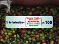 Broca del Cafè (estado Portuguesa - Venezuela) Broca del Cafè (estado Portuguesa - Venezuela)