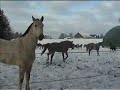 Auslauf im Schnee