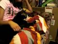videos de zoro2