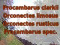 Look ! A Crayfish or Crawdad or Mudbug. Music:The Professors Look ! A Crayfish or Crawdad or Mudbug. Music:The Professors