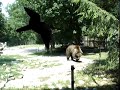Grizzly bears being fed