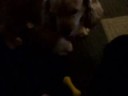 Chance Trick