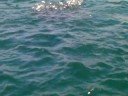Whale Shark eats Sardin ball @Suruga-Bay