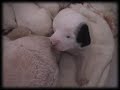 Dalmatian puppies Newborn ???????????????? Dalmatian puppies Newborn ????????????????