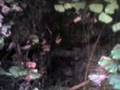Tom Bombadil buscando setas