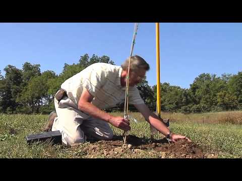 how to replant potted tulip bulbs
