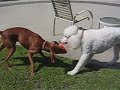 Tug O War Tug O War