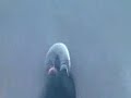 The Feet Song