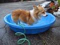 Kaley-corgi---it\
