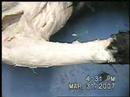 Cat Dissection Flexors