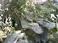 huge-camuz-documetary-on-everything.html