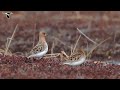 Spoon-billed Sandpipers Courting