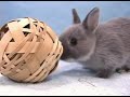 ????Rabbit