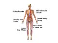 Why people in  wheelchairs need to stand - medical benefits