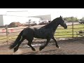 Windy Blackberry Fresians