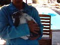 Rabbit Handling: How to TURN BUNNY OVER, BunnyCentral.com