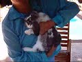 Rabbit Handling: How to TURN BUNNY OVER, BunnyCentral.com Rabbit Handling: How to TURN BUNNY OVER, BunnyCentral.com