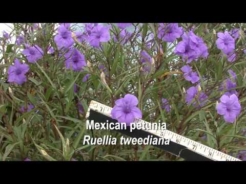 how to transplant mexican petunias