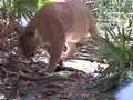 Enrichment Program @ BIG CAT RESCUE!