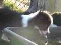 Border Collie Puppies at 7 weeks old