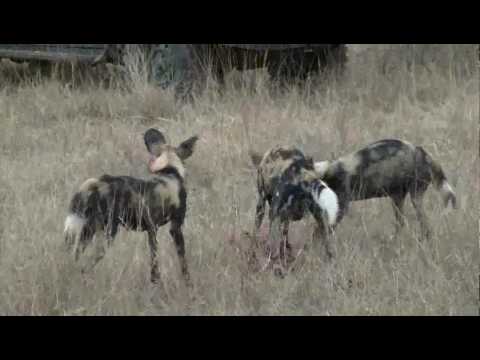wild dog