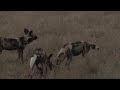 Wild Dog Kill and Leopard