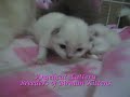 Wrestling Kittens Wrestling Kittens
