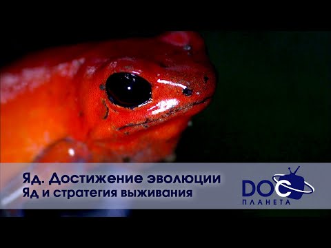 Яд. Достижение эволюции - стратегия выживания