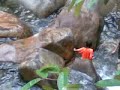 Air Terjun Cemerong Terengganu 3