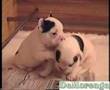 French Bulldog Puppies - the most beautiful video
