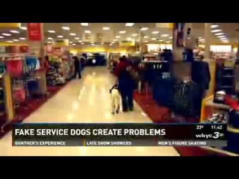 how to train own service dog