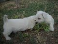 Camada de Sharon, video 29 de junio 09