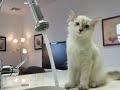 Un chat qui boit un coup au robinet avec une certaine adresse ;-)