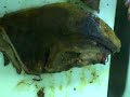 Lightly Smoked Beef Brisket