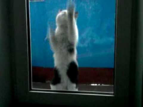 Кот - барабанщик