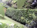 Walkera 22e stunt in giardino su piante e volo ravvicinato
