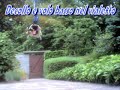 Walkera 22e stunt in giardino su piante e volo ravvicinato