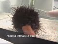 Explaining the Urchin