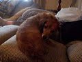 daschund after bath