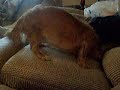daschund after bath