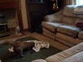 daschund after bath