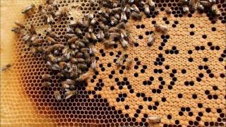 Swarm or Supercedure??