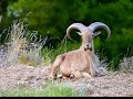 NATURALEZA DEL MONTE MAIGMÓ