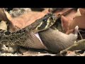 Snake Beauty 08 - Diamondback Rattlesnake 01