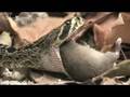 Snake Beauty 08 - Diamondback Rattlesnake 01