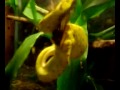 Green tree python feeding on finch