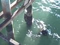 Animals at Santa Cruz