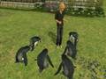 videos de Penguin Party_0001.wmv